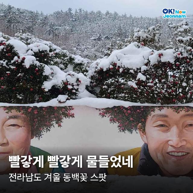 빨갛게 빨갛게 물들었네~전라남도 겨울 동백꽃 스팟