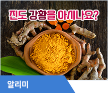 진도 강황을 아시나요?