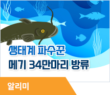 내수면 생태계 파수꾼 메기 34만마리 방류